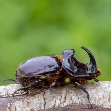 European rhinoceros beetle (Oryctes nasicornis)