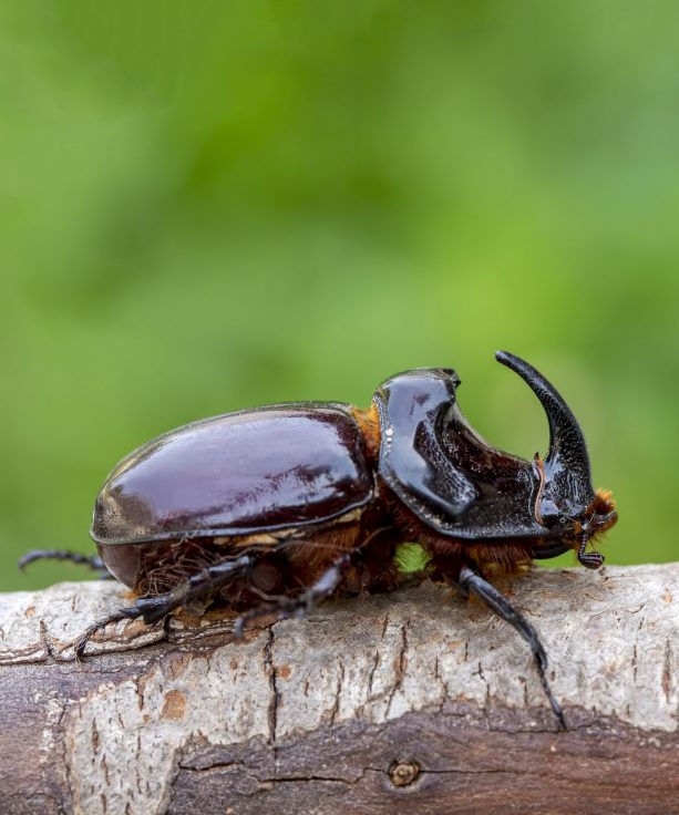 European rhinoceros beetle (Oryctes nasicornis)