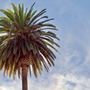 gigantic-perfectly-shaped-queen-palm-towering-i-to-2025-03-09-03-54-04-utc