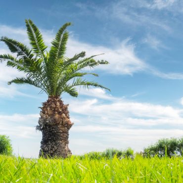 Palm tree on green lawn backyard with lush grass on blye sky background