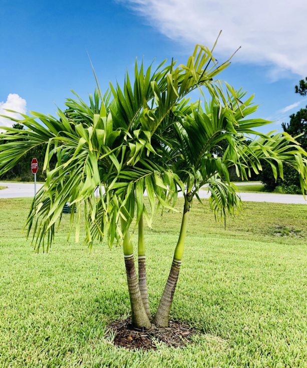 palm-trees-in-the-front-yard-2024-12-01-13-06-27-utc